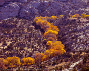 Cottonwood Parade, Grand Staircase - Escalante National Monument, Utah (4x5)